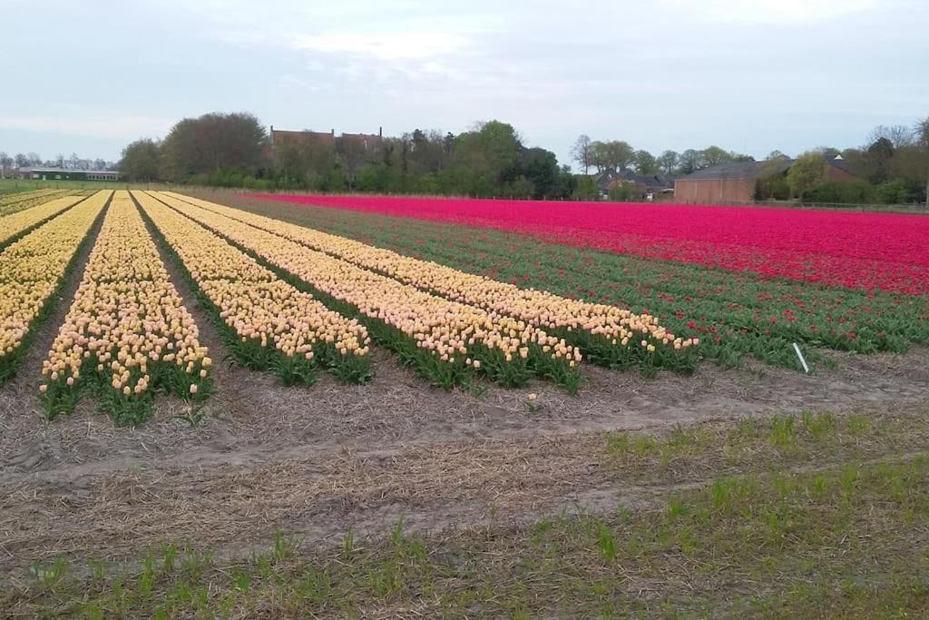 Cottage Egmond-Binnen Met Besloten Tuin Экстерьер фото