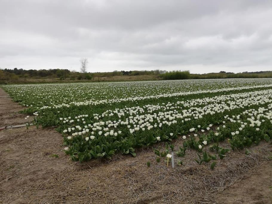 Cottage Egmond-Binnen Met Besloten Tuin Экстерьер фото